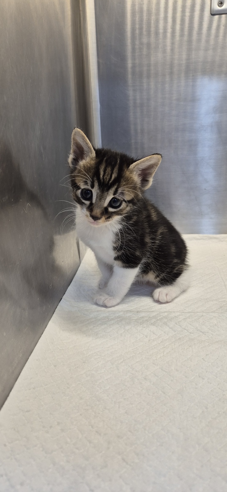 스마일동물병원_431370202500856