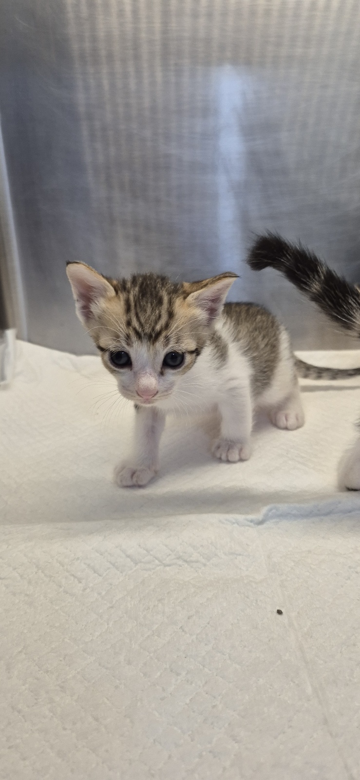 종료(입양) 한국 …