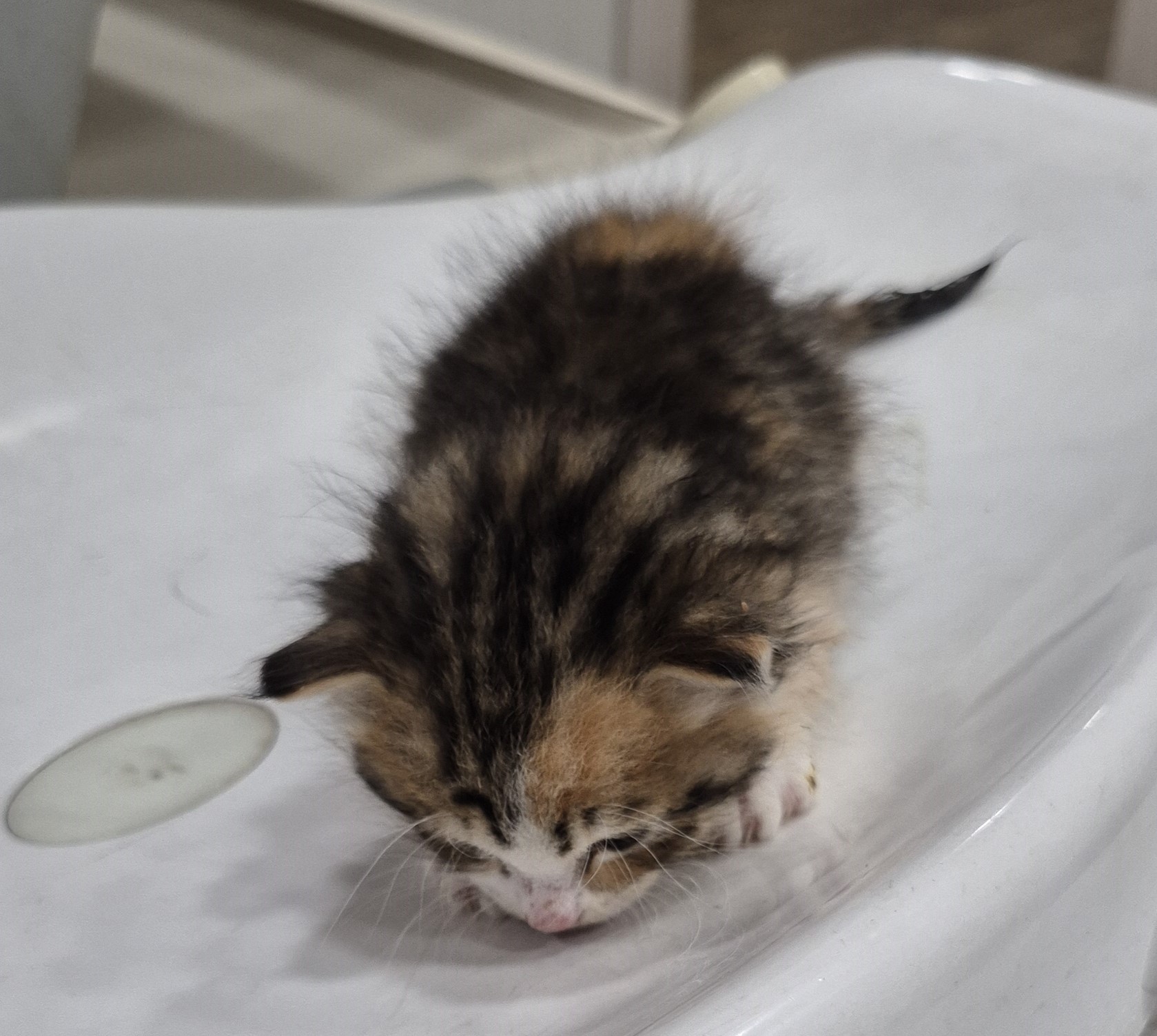 종료(자연사) 한국…