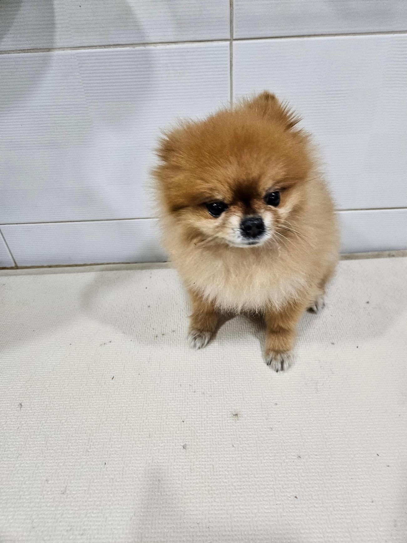 종료(반환) 포메라…