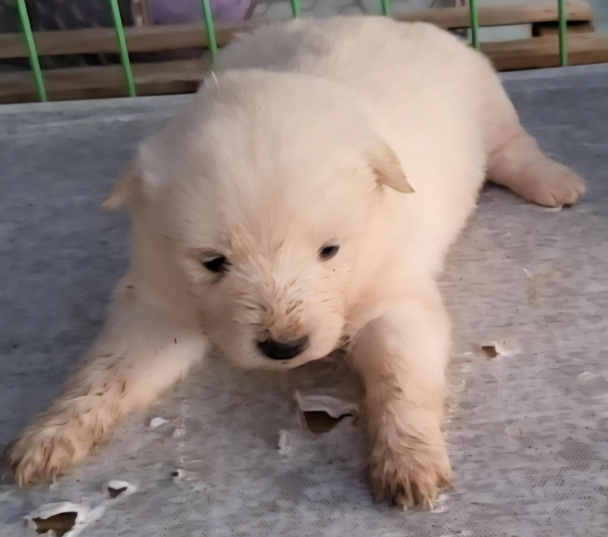 목포시유기동물보호소_446480202501456