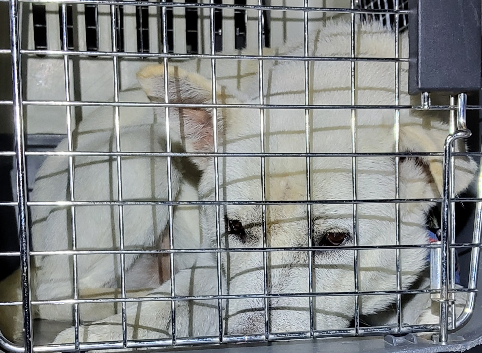 종료(반환) 믹스견…