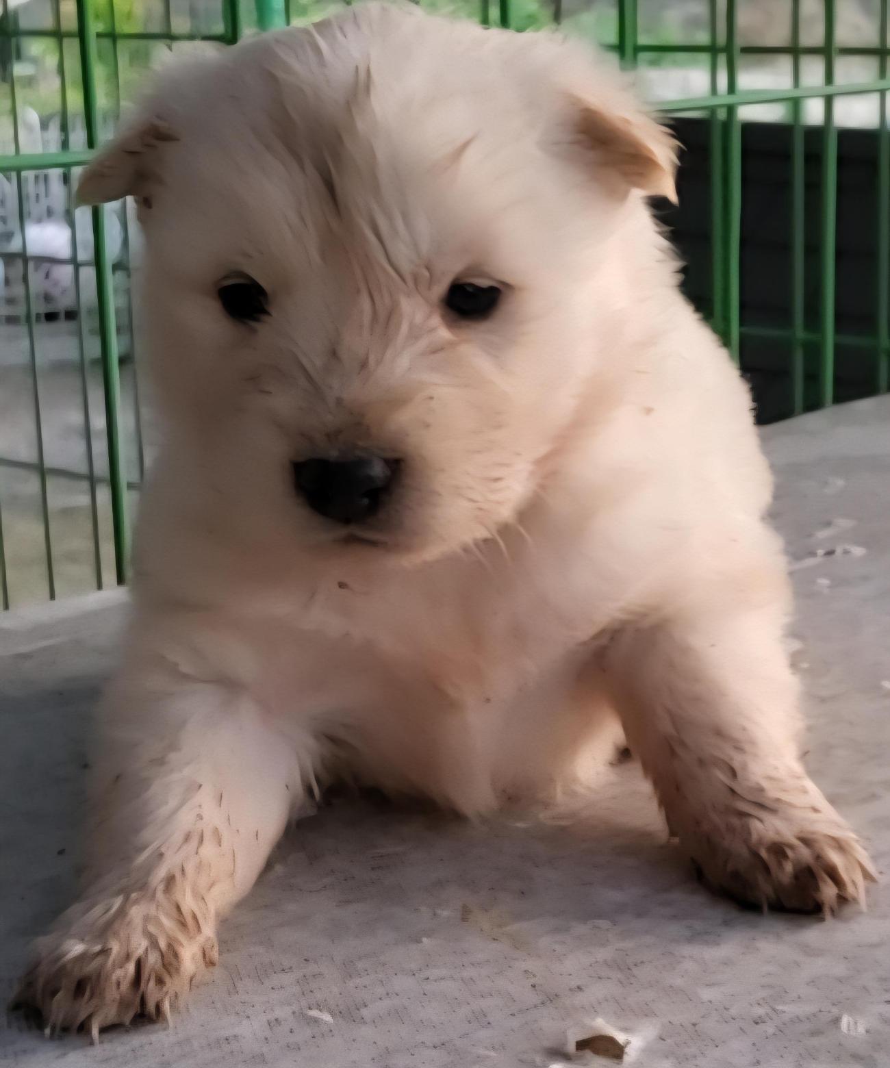 보호중 믹스견의 가…