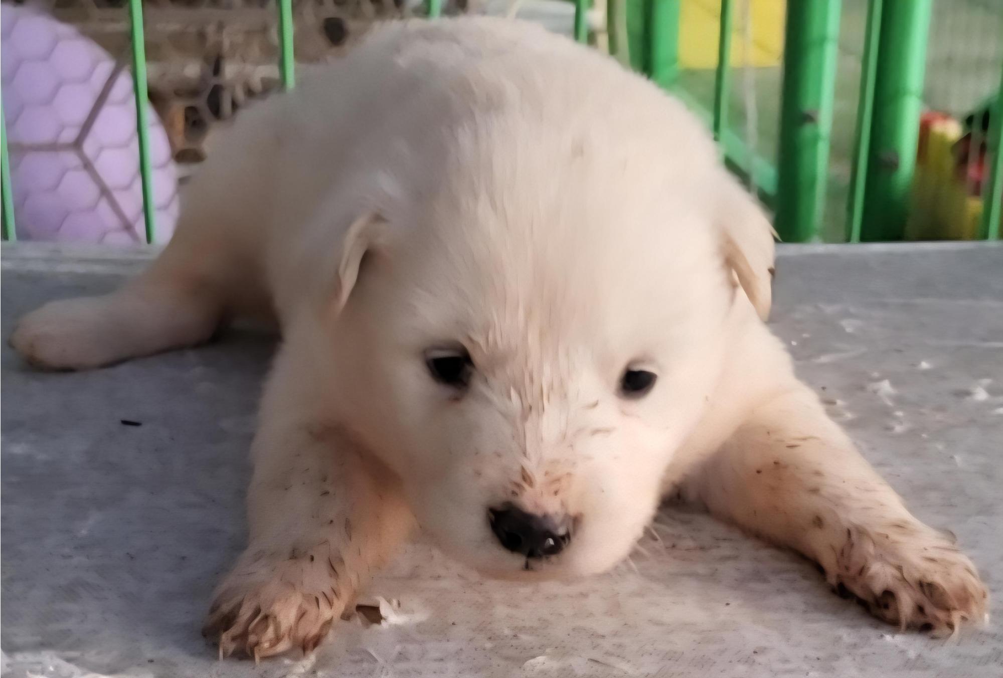 종료(입양) 믹스견…