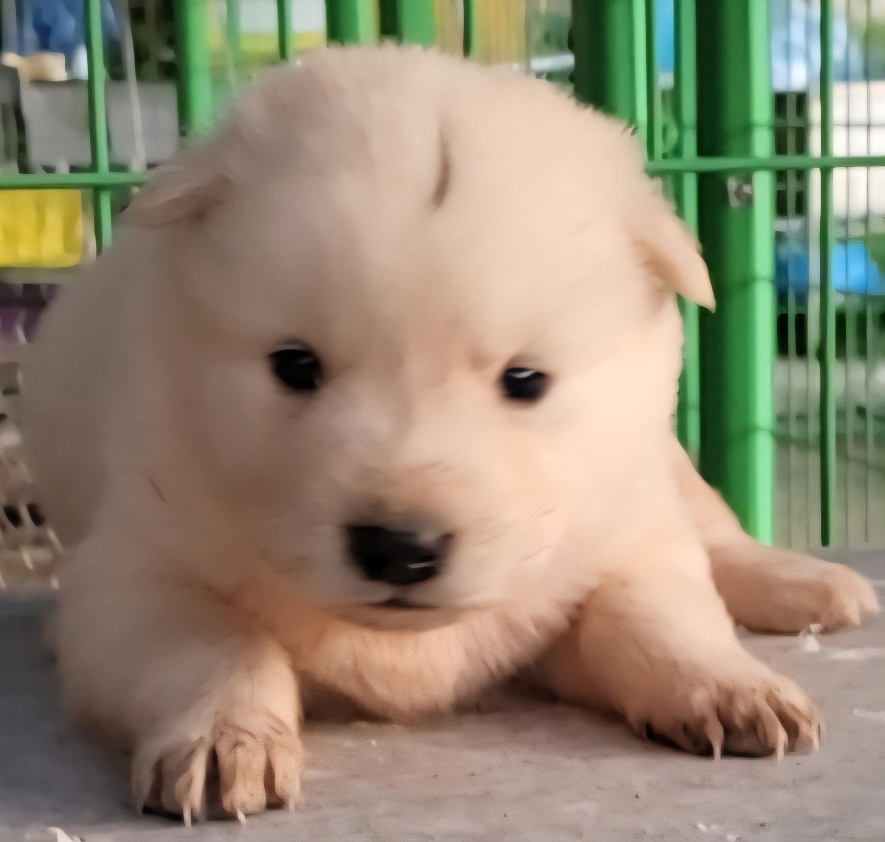 목포시유기동물보호소_446480202501458