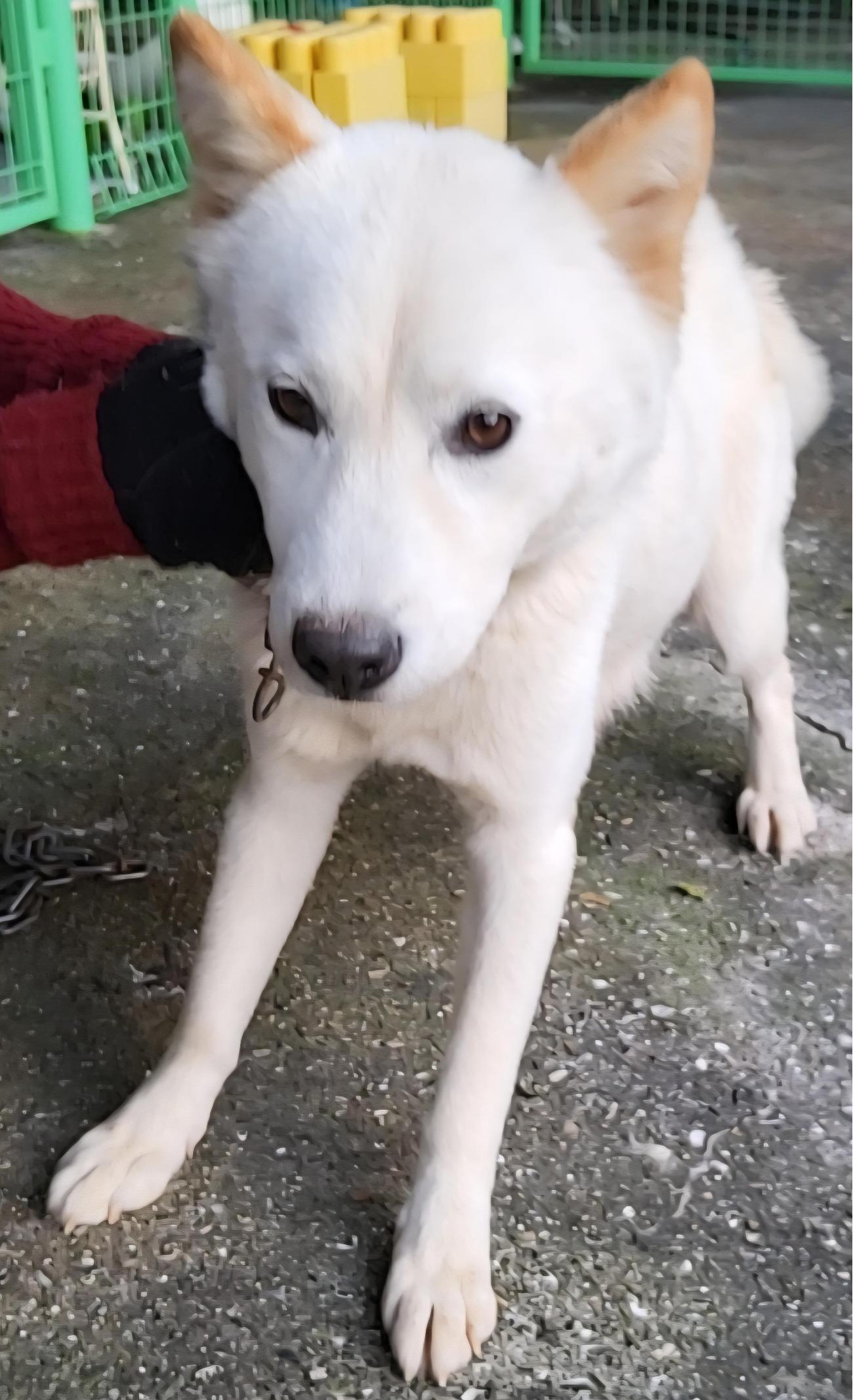 목포시유기동물보호소_446480202501462