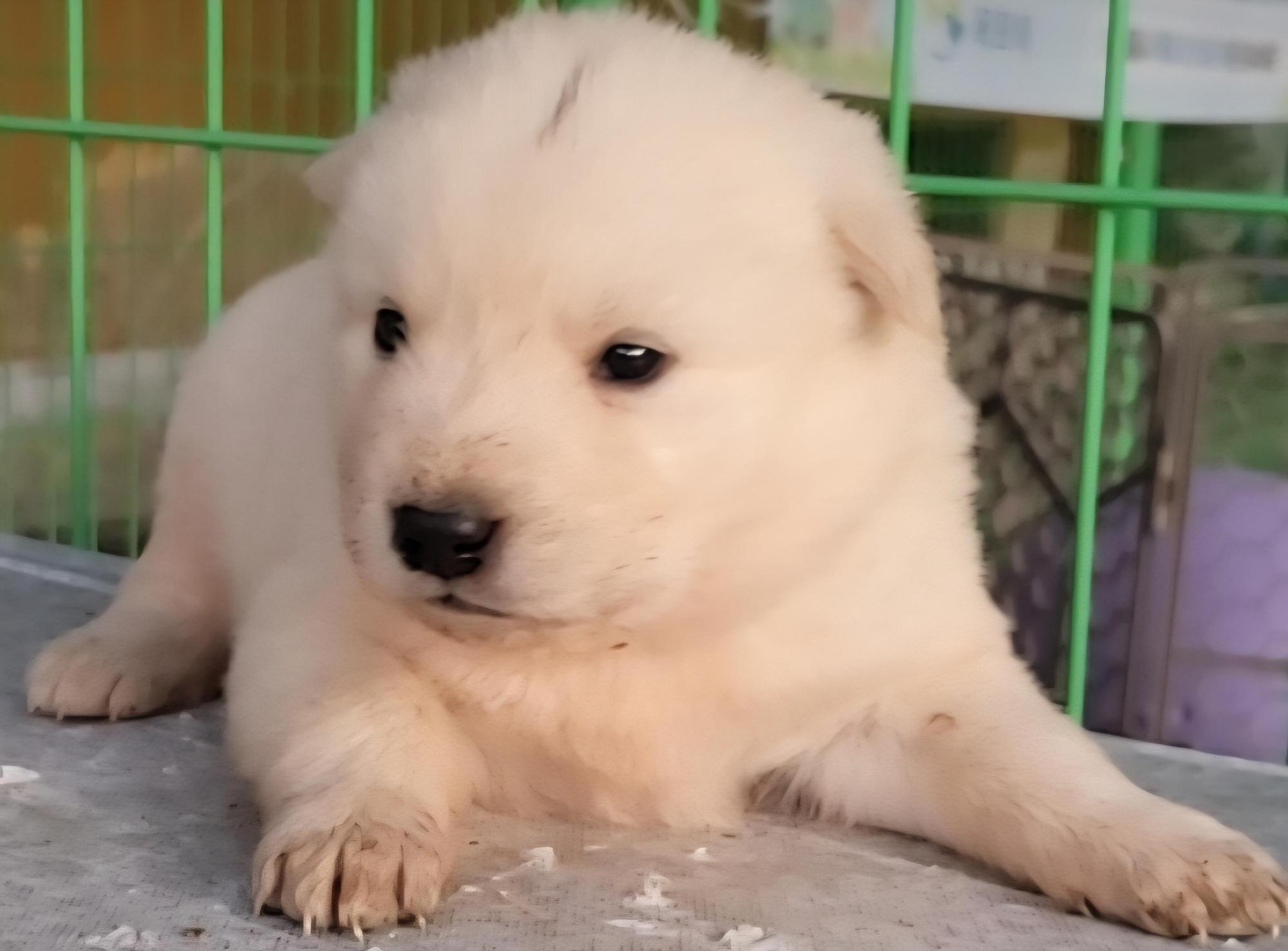 목포시유기동물보호소_446480202501459