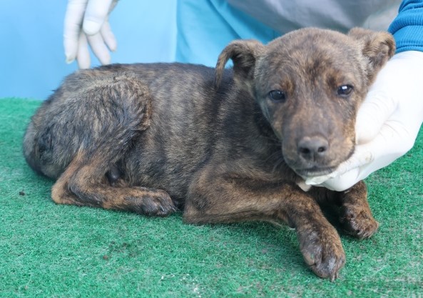 보호중 믹스견의 가…