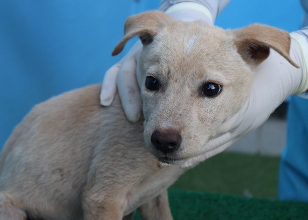 제주 동물보호센터_450650202502946