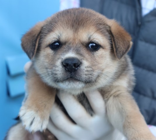 보호중 믹스견의 가…