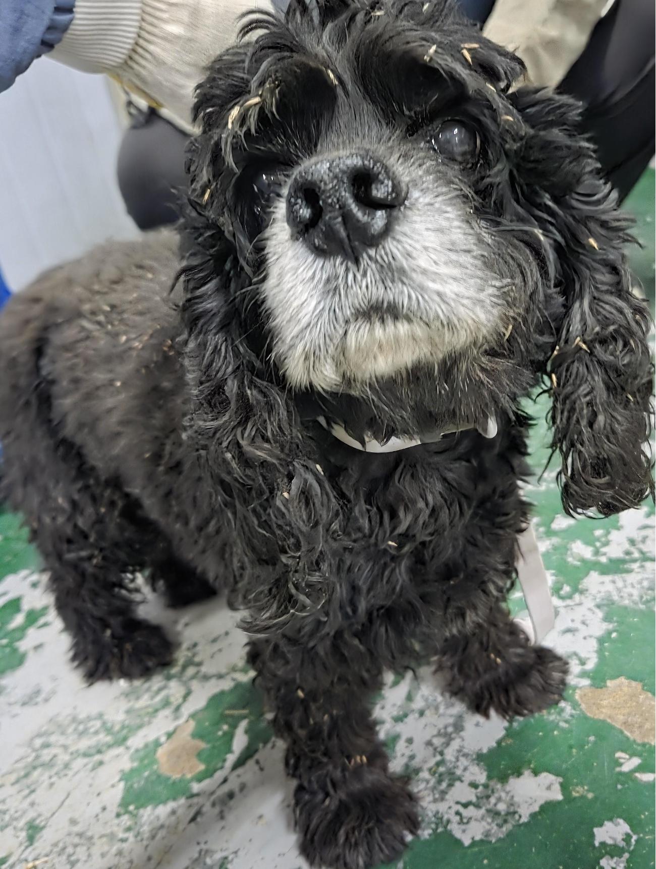 인천광역시수의사회_428353202501055