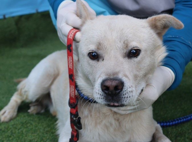 종료(반환) 믹스견…