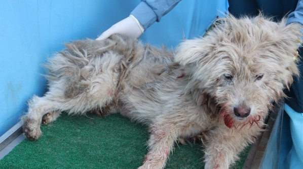 제주 동물보호센터_450650202502943