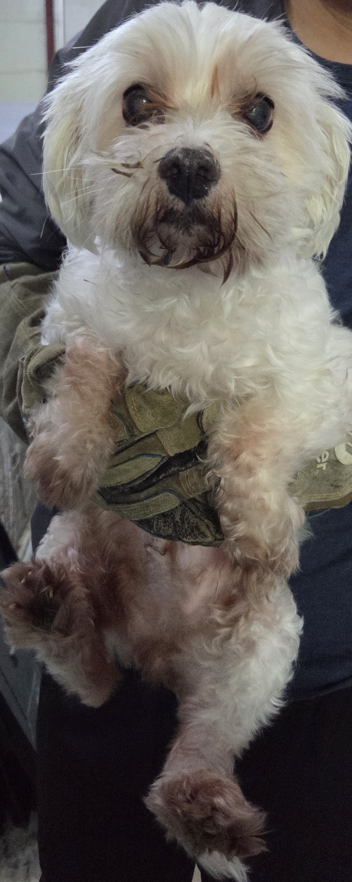 종료(반환) 말티즈…