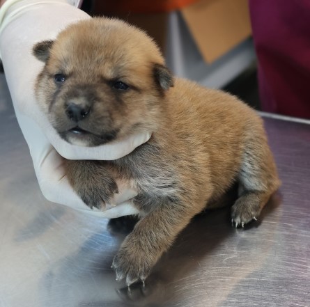 보호중 믹스견의 가…