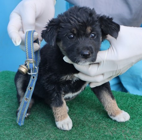 종료(안락사) 믹스…