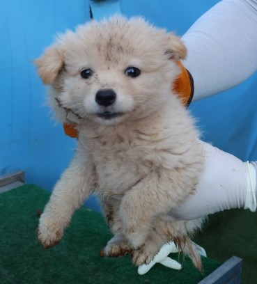 제주 동물보호센터_450650202502959