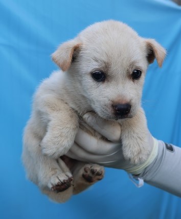 보호중 믹스견의 가…