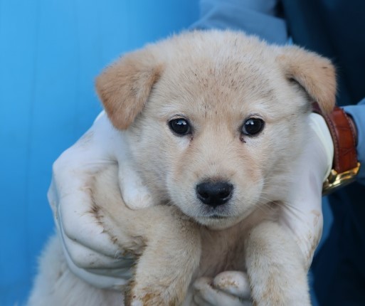 제주 동물보호센터_450650202502958