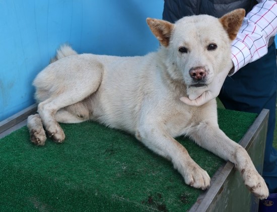 보호중 믹스견의 가…