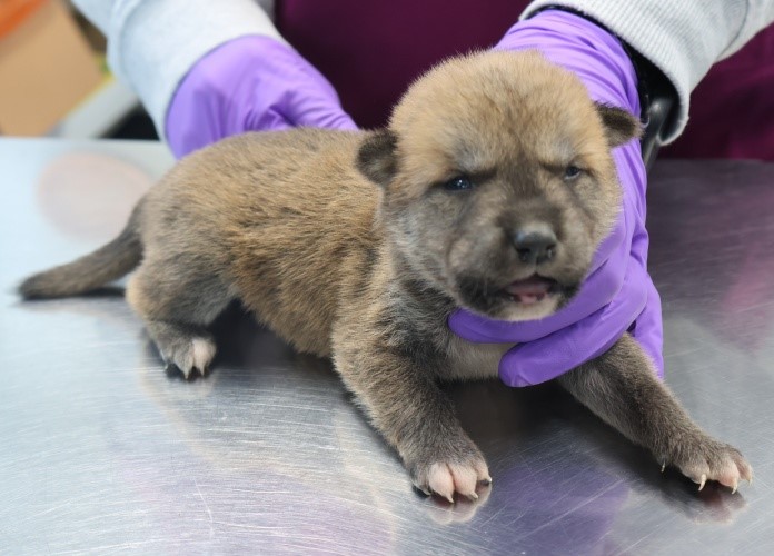 보호중 믹스견의 가…