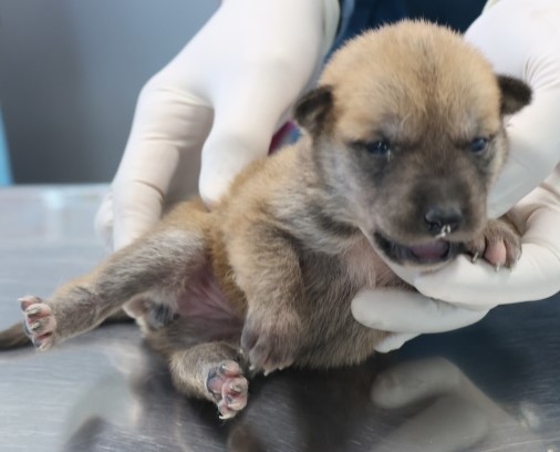 제주 동물보호센터_450650202502954