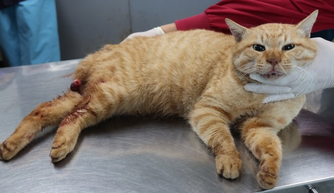 보호중 한국 고양이…