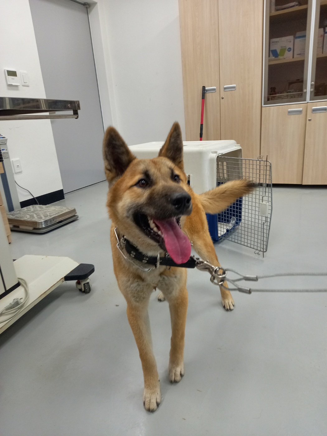 종료(반환) 믹스견…