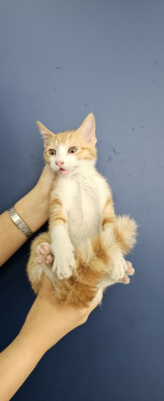 대구시수의사회(삼성)_427343202501017