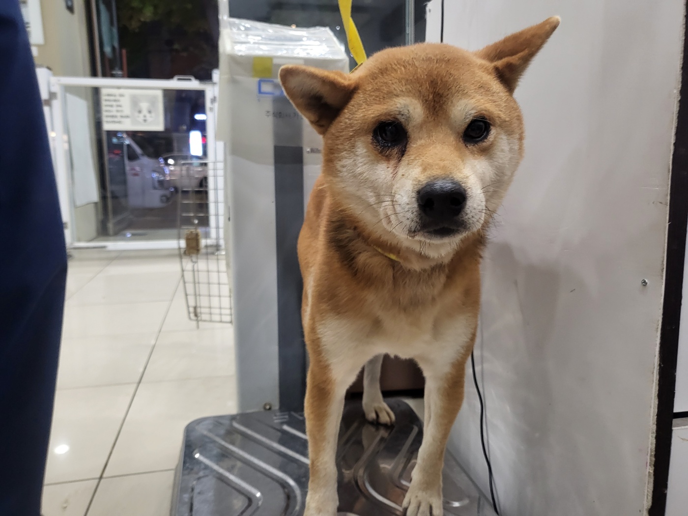 가정동물병원_428356202501550