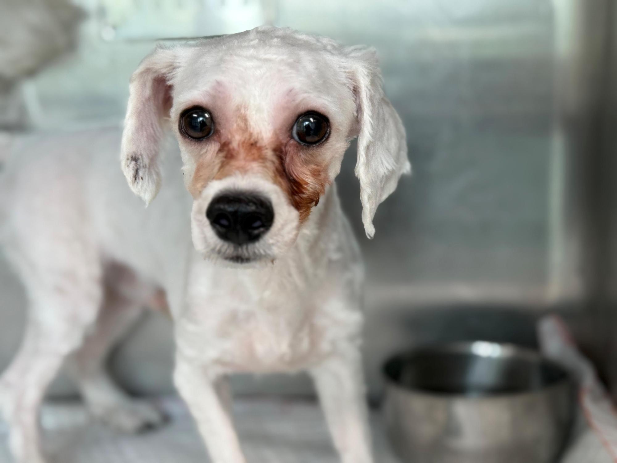 보호중 믹스견의 가…