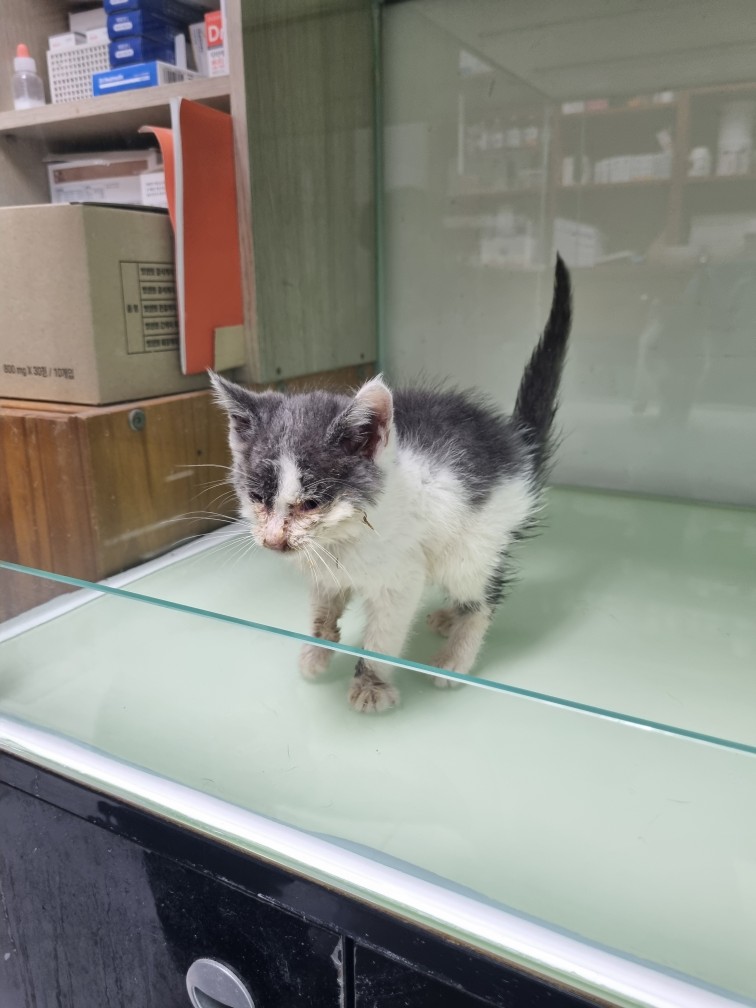 신공항동물병원_428349202500964