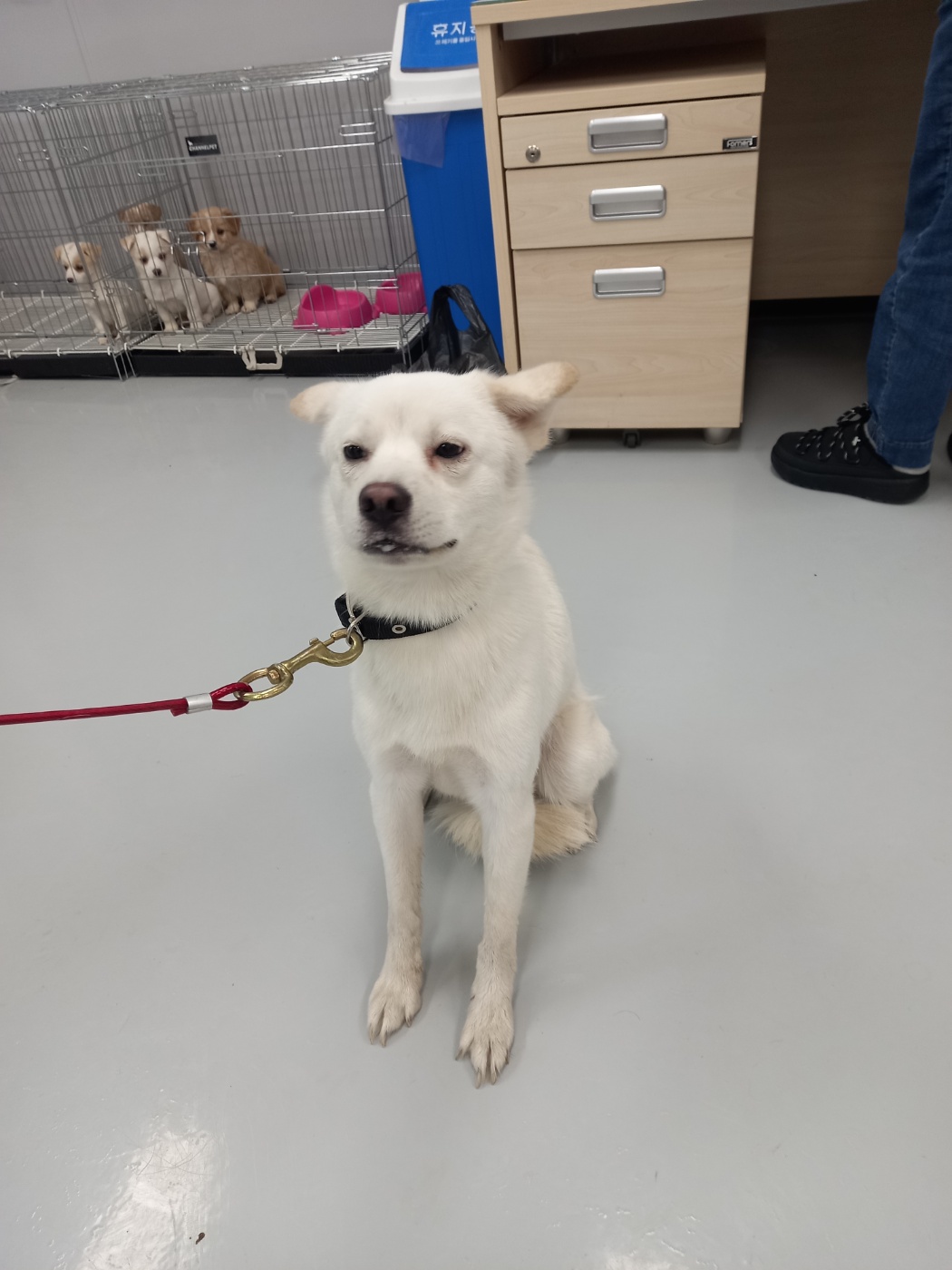 보호중 믹스견의 가…