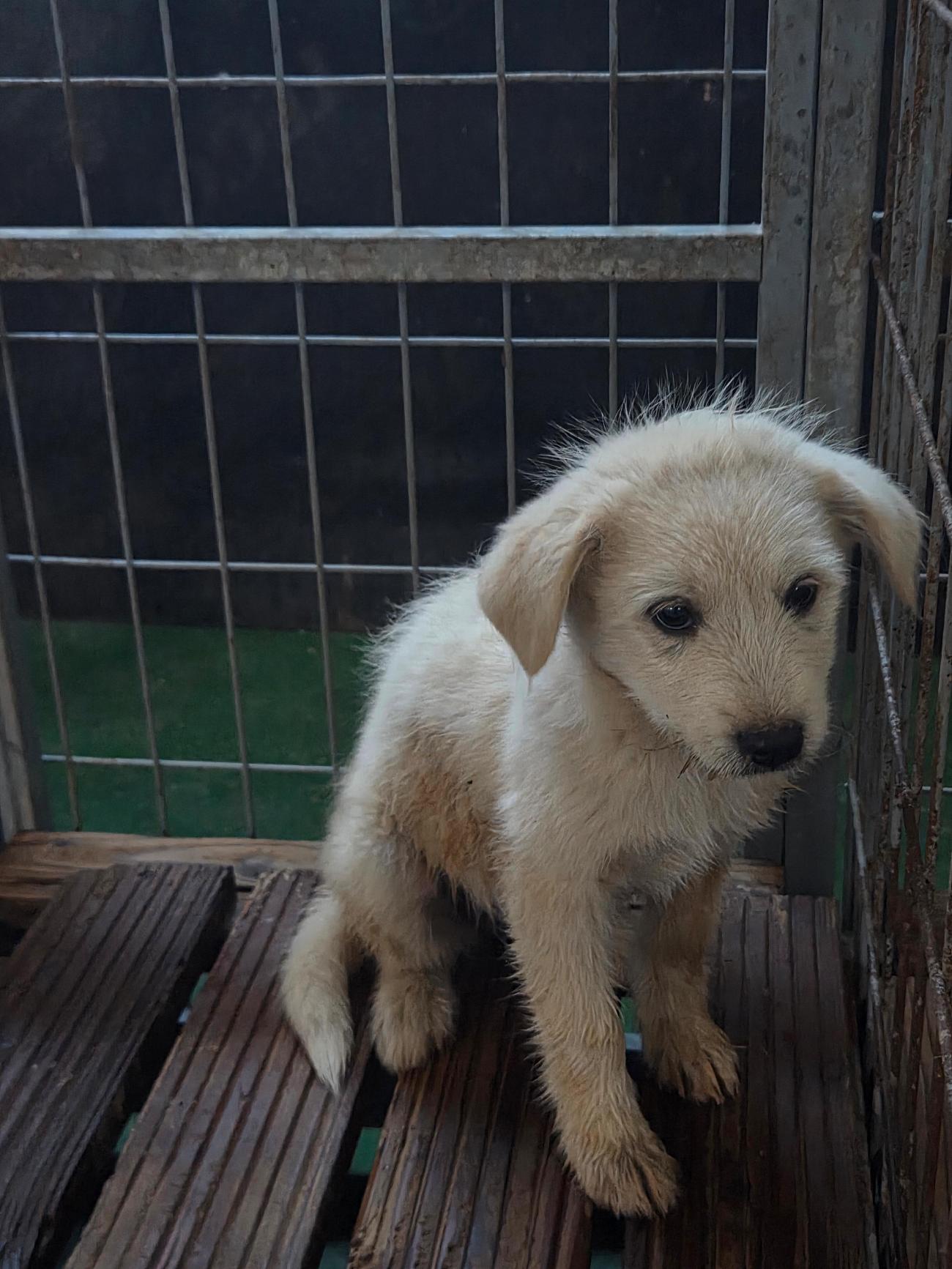 종료(자연사) 믹스…