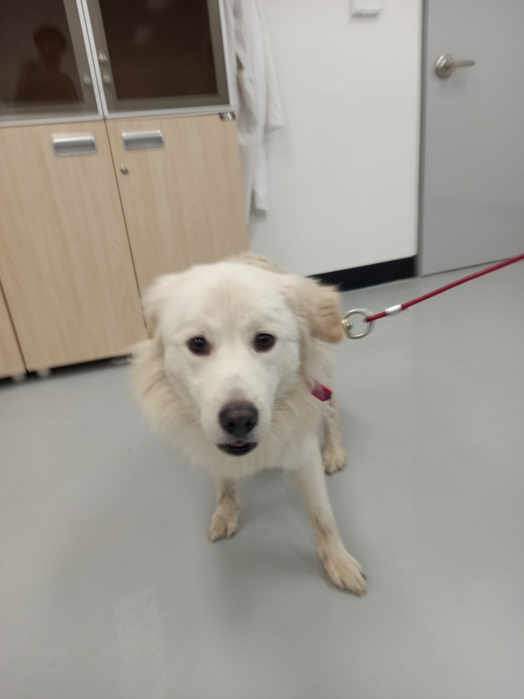 보호중 믹스견의 가…