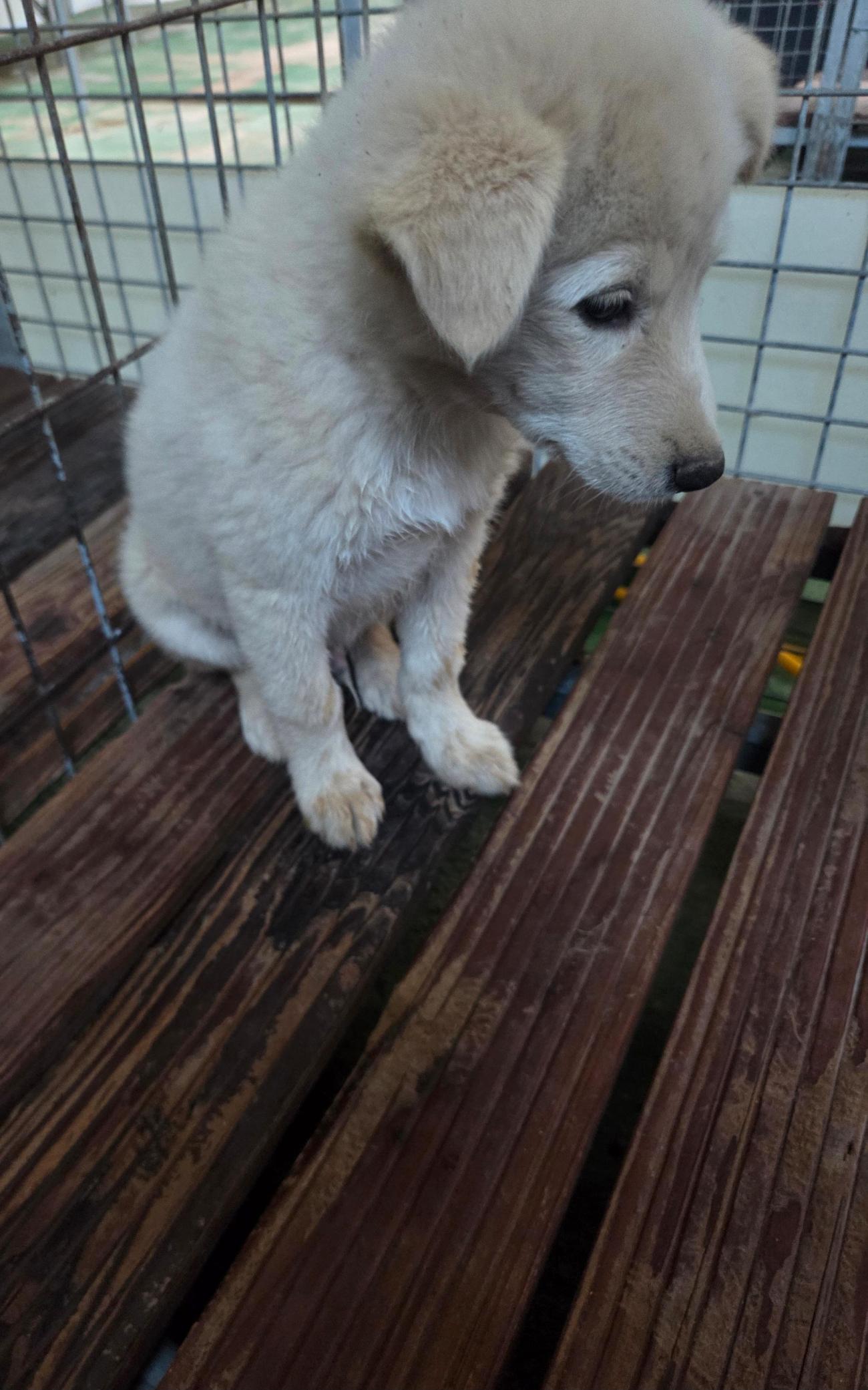 나주유기동물보호센터_446483202501803