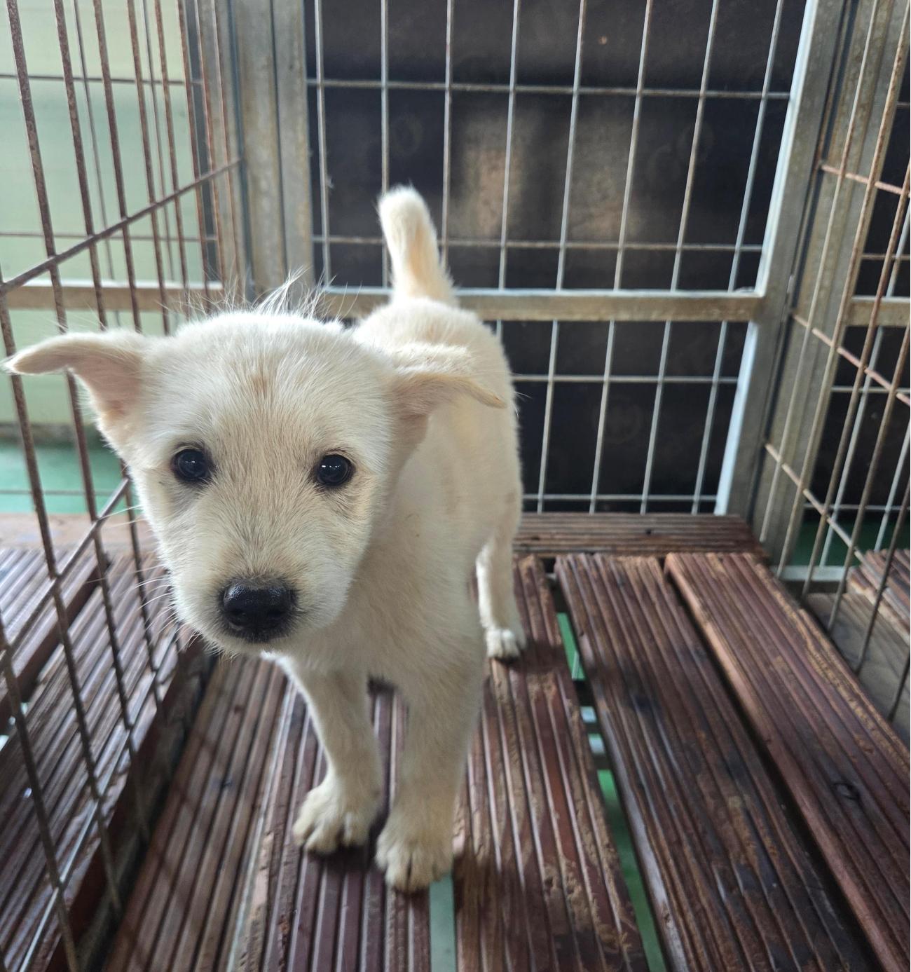 종료(자연사) 믹스…