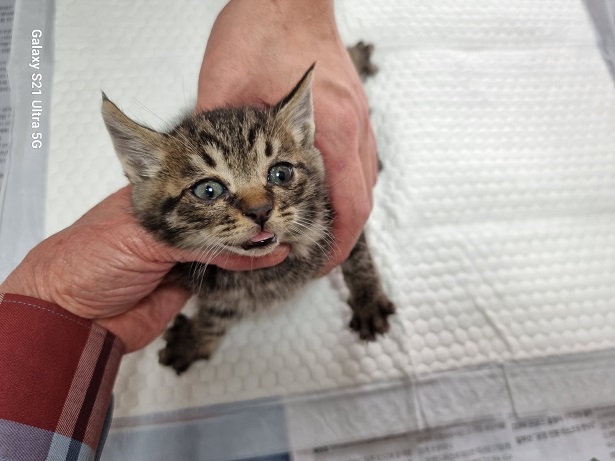 경동동물병원_428349202500970