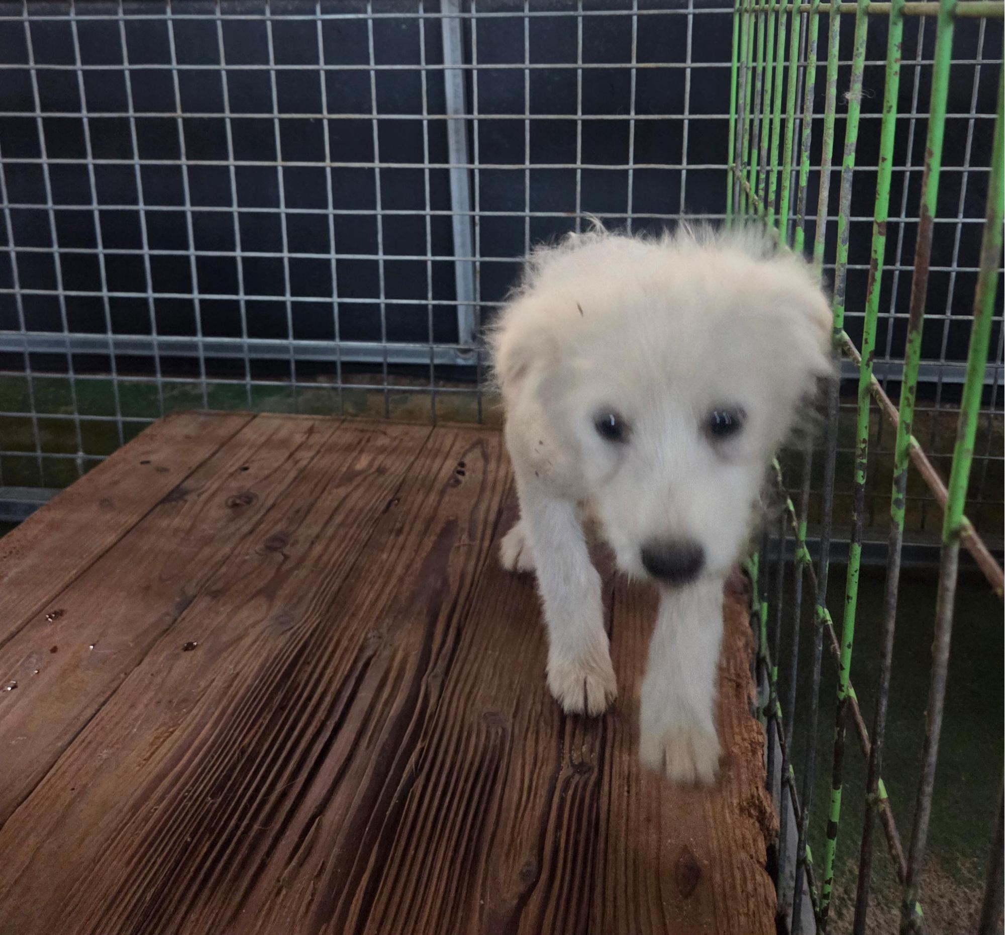 보호중 믹스견의 가…