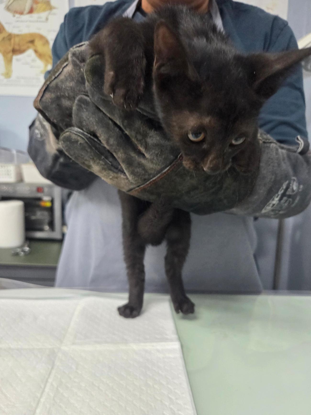 나주유기동물보호센터_446483202501797