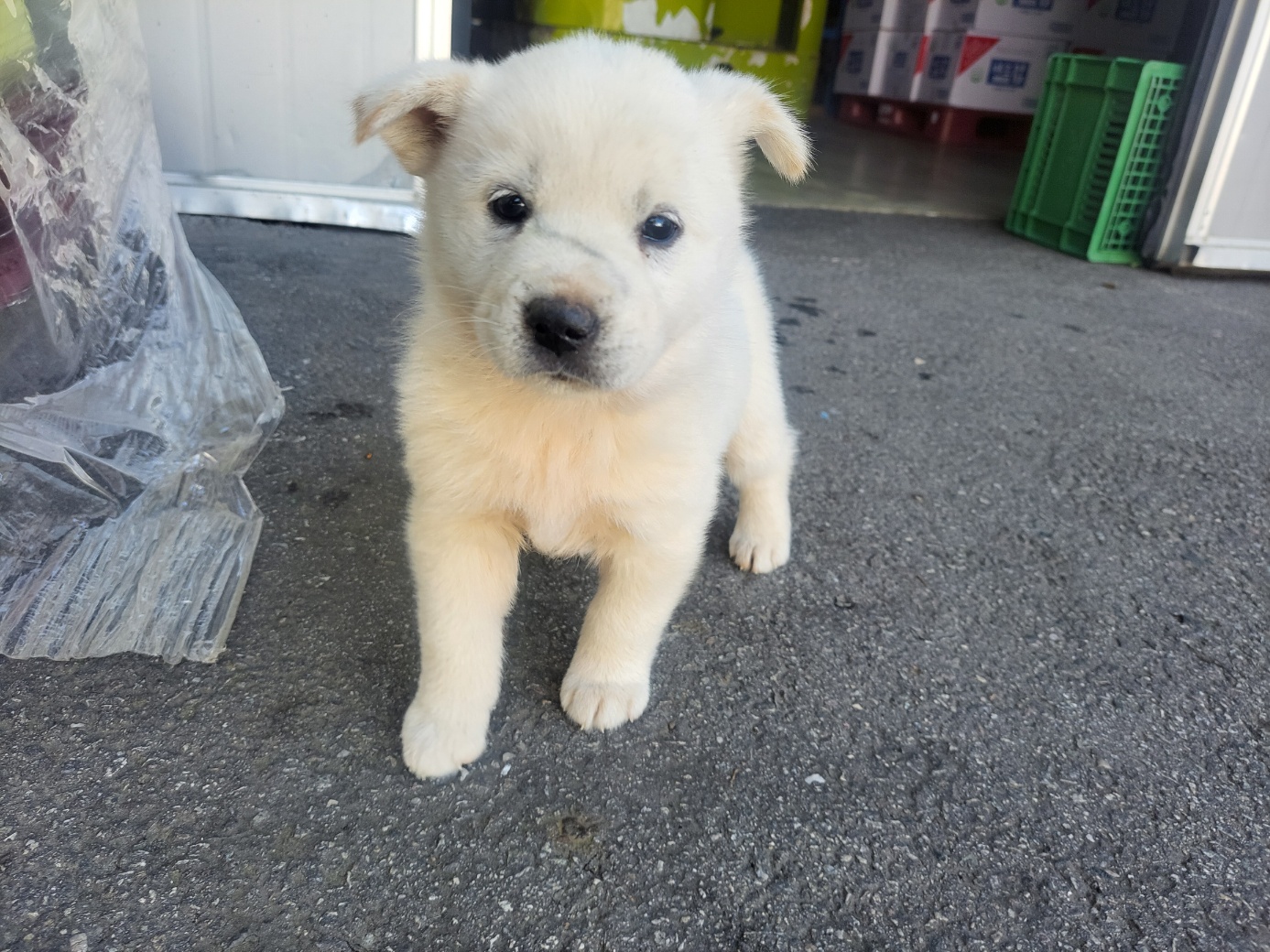 고양시동물보호센터_441394202502397