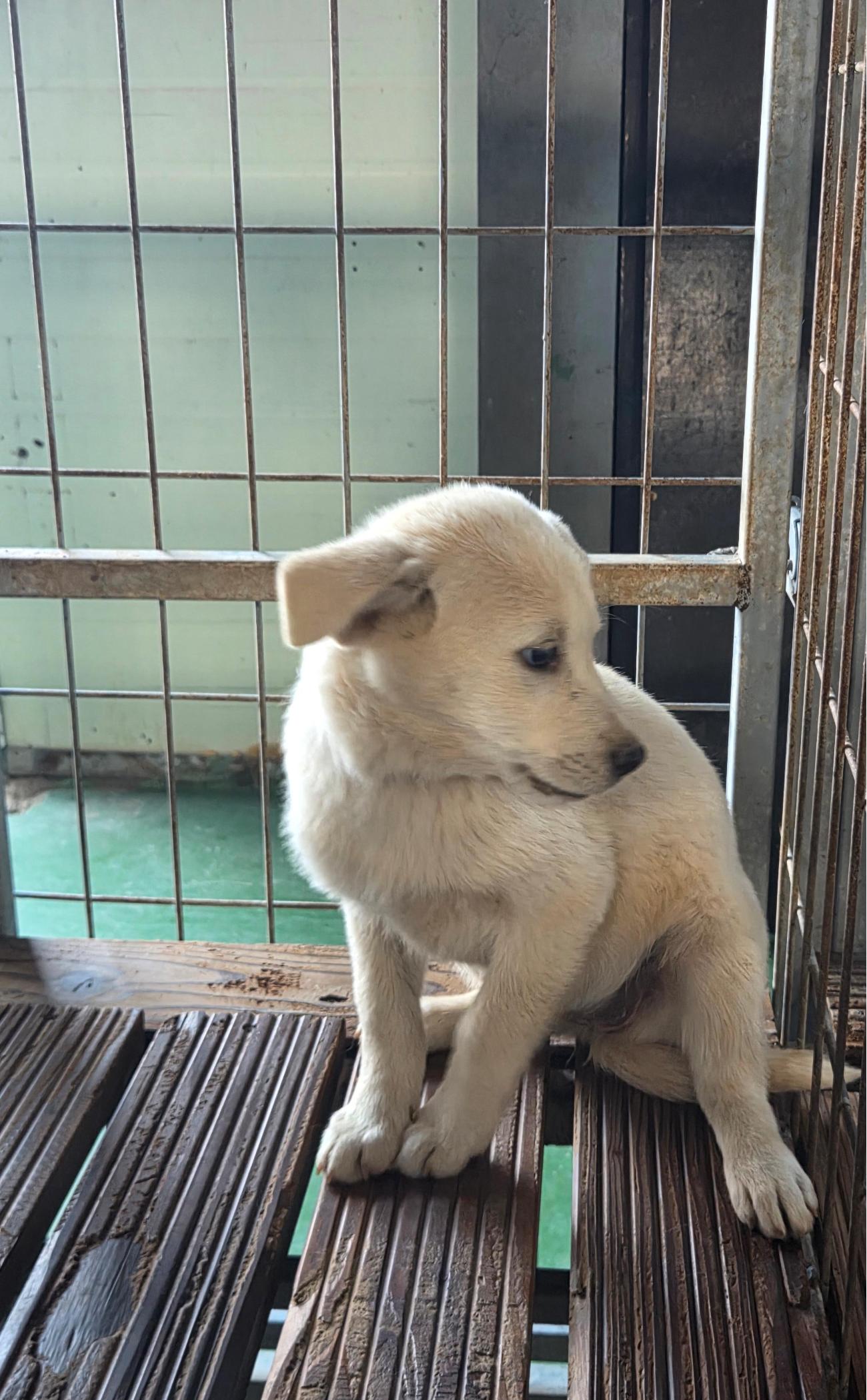 종료(자연사) 믹스…