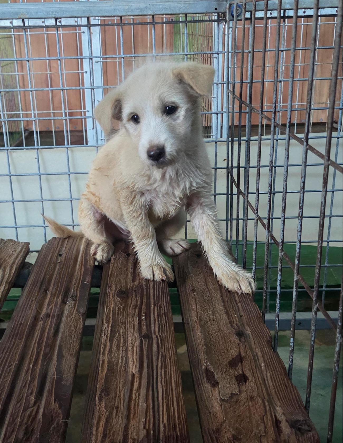 종료(자연사) 믹스…