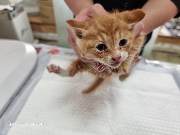 종료(자연사) 한국…