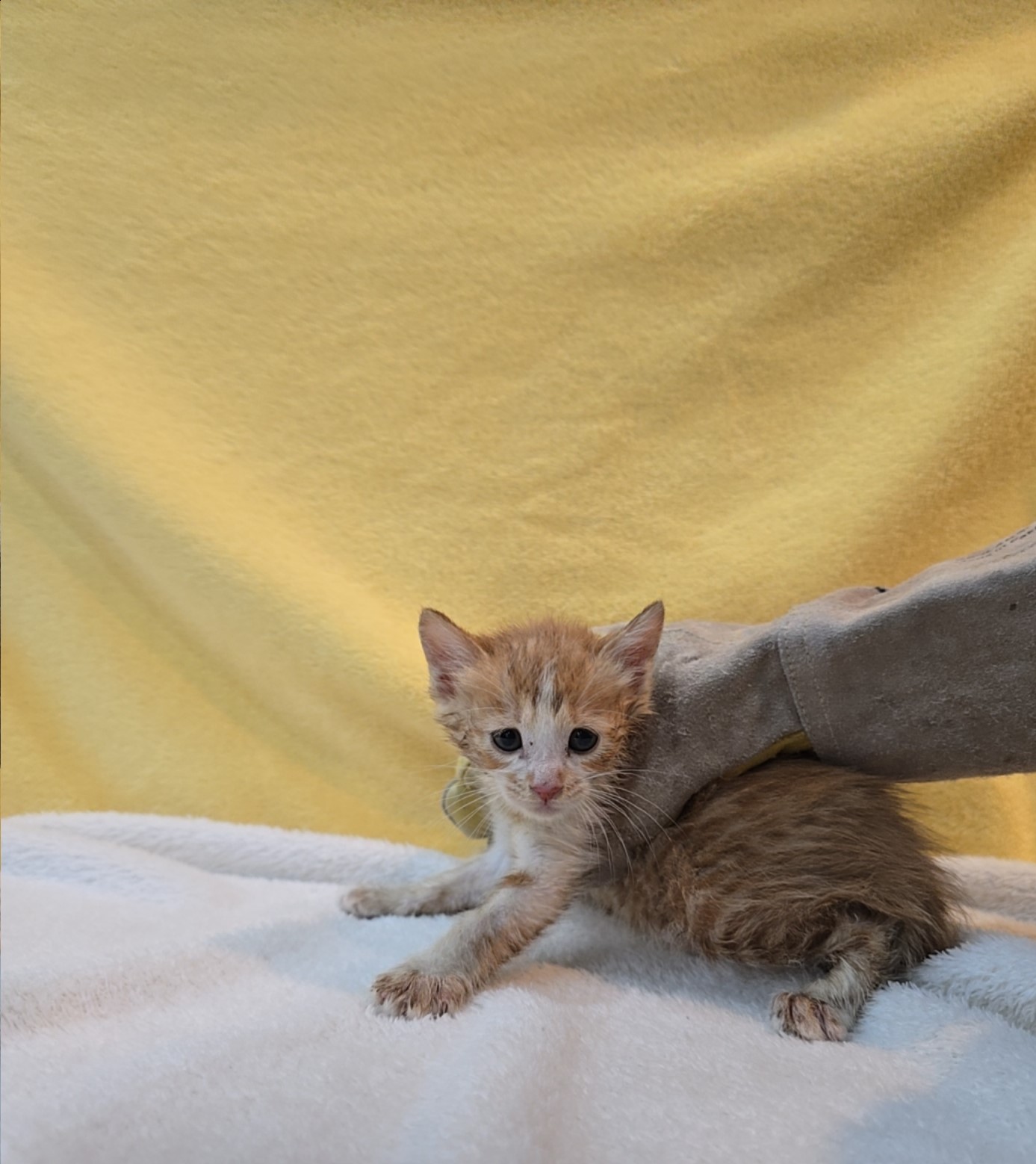 종료(입양) 믹스묘…