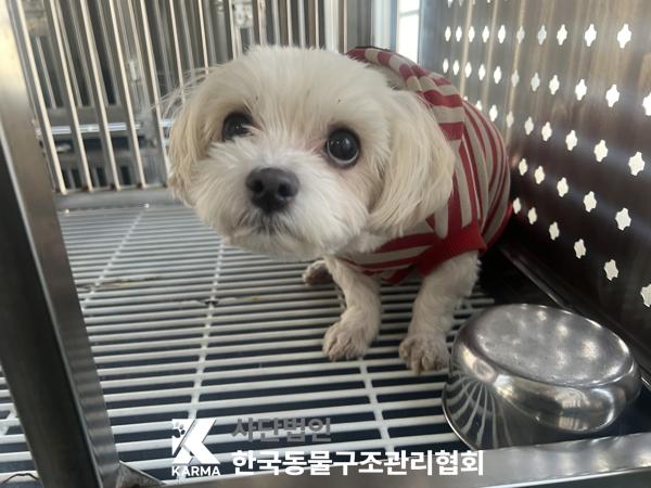 종료(반환) 말티즈…