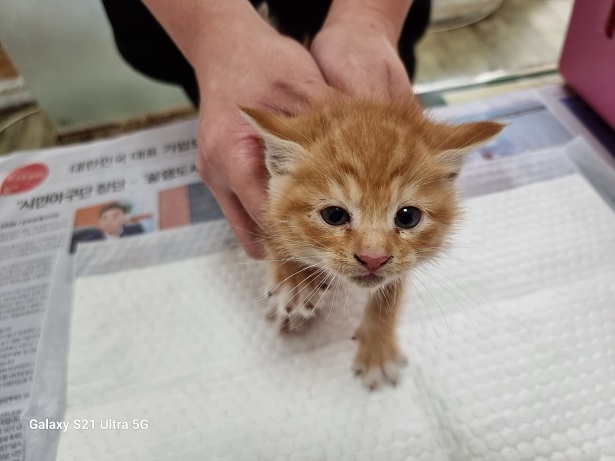 종료(입양) 한국 …