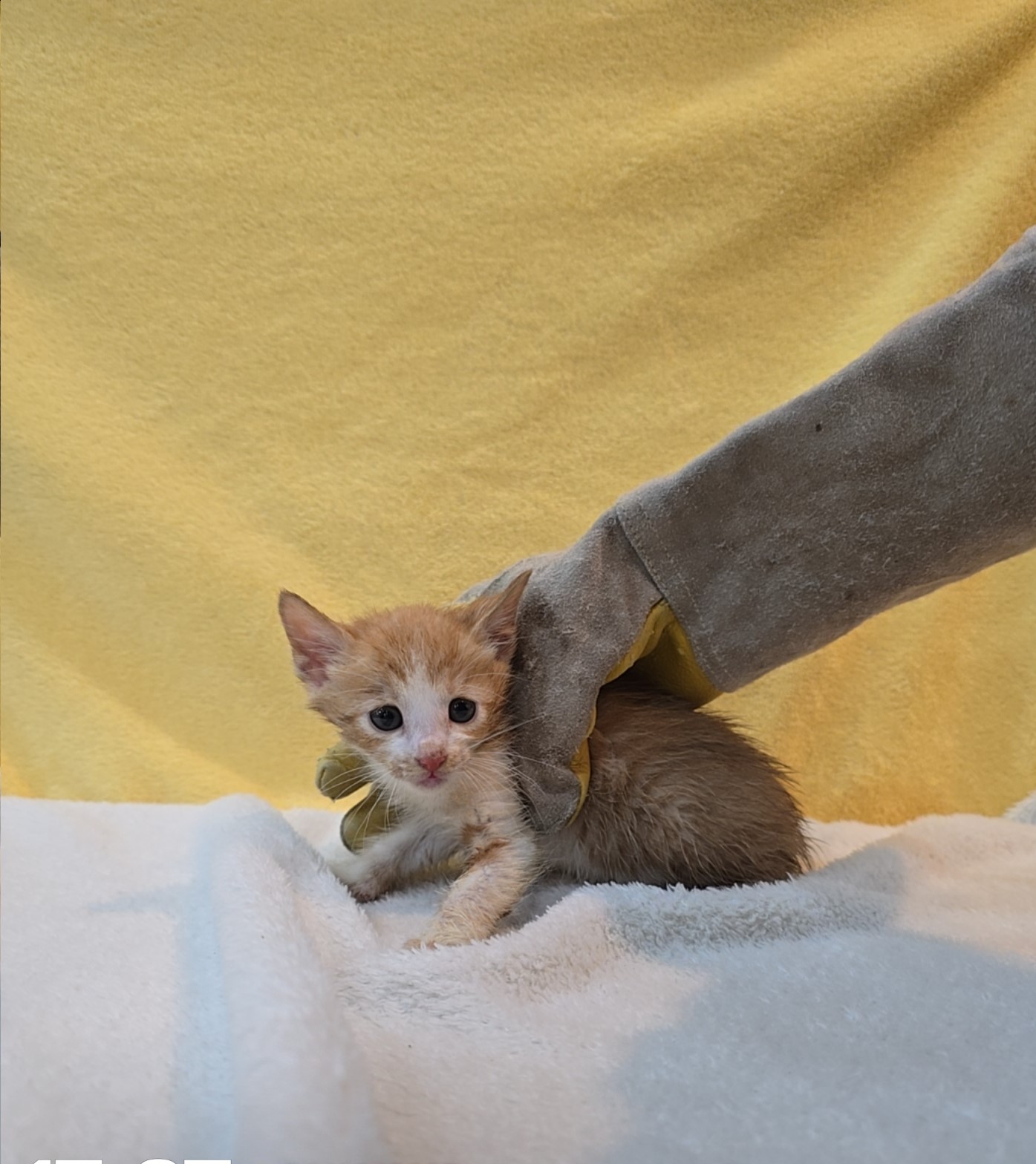 군산유기동물보호센터_445467202502084