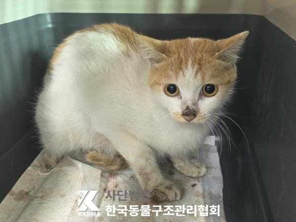 보호중 한국 고양이…