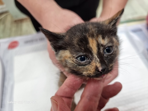 종료(자연사) 한국…